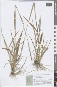 Elymus, Siberia, Altai & Sayany Mountains (S2) (Russia)