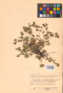 Potentilla humifusa Willd. ex D. F. K. Schltdl., Eastern Europe, Lower Volga region (E9) (Russia)