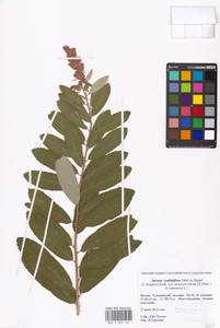 Spiraea pallidiflora, Eastern Europe, Moscow region (E4a) (Russia)