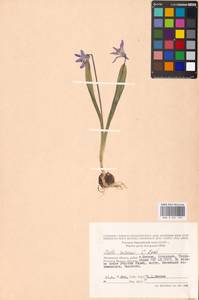 Scilla rosenii K.Koch, Eastern Europe, Moscow region (E4a) (Russia)