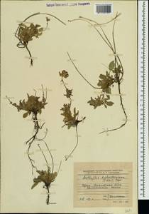 Anthyllis vulneraria subsp. pulchella (Vis.)Bornm., Crimea (KRYM) (Russia)