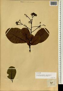 Anacardium occidentale L., South Asia, South Asia (Asia outside ex-Soviet states and Mongolia) (ASIA) (Philippines)