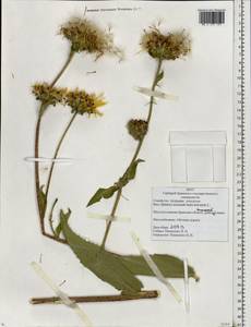 Inula helenium L., Eastern Europe, Western region (E3) (Russia)