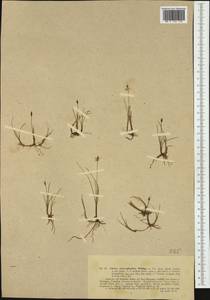 Carex microglochin Wahlenb., Western Europe (EUR) (Norway)