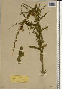 Verbascum sinuatum L., South Asia, South Asia (Asia outside ex-Soviet states and Mongolia) (ASIA) (Turkey)
