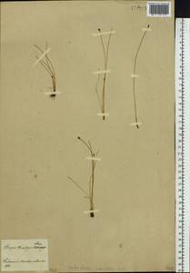 Eleocharis quinqueflora (Hartmann) O.Schwarz, Siberia, Baikal & Transbaikal region (S4) (Russia)