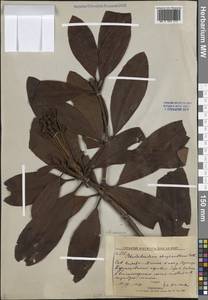 Rhododendron aureum Georgi, Siberia, Russian Far East (S6) (Russia)