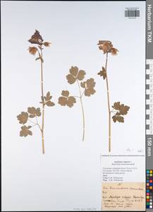 Aquilegia vulgaris L., Eastern Europe, Central region (E4) (Russia)