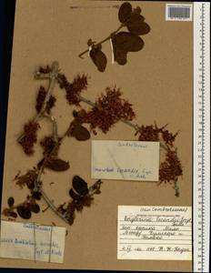 Combretum lecardii Engl. & Diels, Africa (AFR) (Mali)