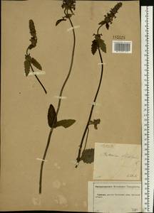 Betonica officinalis subsp. officinalis, Eastern Europe, Central forest-and-steppe region (E6) (Russia)