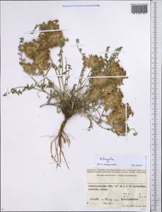 Astragalus, Middle Asia, Syr-Darian deserts & Kyzylkum (M7) (Kazakhstan)