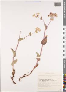 Bupleurum longifolium L., Siberia, Altai & Sayany Mountains (S2) (Russia)