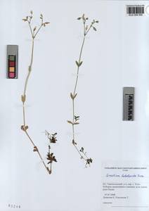 KUZ 004 555, Cerastium holosteoides Fries emend. Hyl., Siberia, Altai & Sayany Mountains (S2) (Russia)