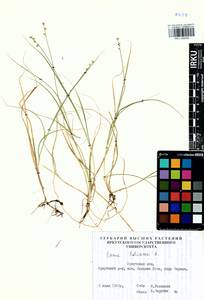 Carex loliacea L., Siberia, Baikal & Transbaikal region (S4) (Russia)