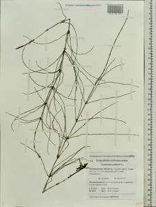 Equisetum palustre L., Eastern Europe, Northern region (E1) (Russia)