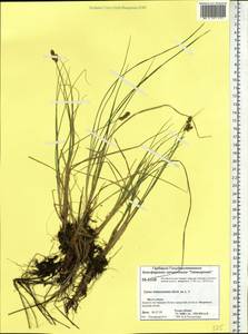 Carex heleonastes Ehrh. ex L.f., Siberia, Central Siberia (S3) (Russia)