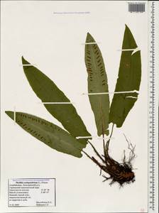 Asplenium scolopendrium subsp. scolopendrium, Caucasus, Azerbaijan (K6) (Azerbaijan)