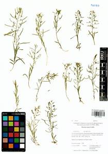 Thesium repens Ledeb., Siberia, Baikal & Transbaikal region (S4) (Russia)