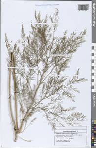 Asparagus officinalis L., Eastern Europe, Middle Volga region (E8) (Russia)