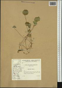 Hydrocotyle vulgaris L., Western Europe (EUR) (Denmark)