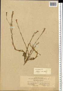 Dianthus deltoides L., Eastern Europe, Estonia (E2c) (Estonia)