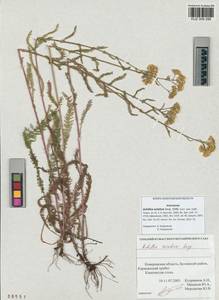 Achillea asiatica Serg., Siberia, Altai & Sayany Mountains (S2) (Russia)