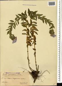 Linum hypericifolium Salisb., Caucasus, Georgia (K4) (Georgia)
