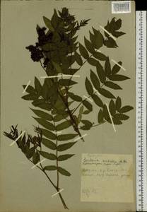 Sorbaria sorbifolia (L.) A. Braun, Siberia, Baikal & Transbaikal region (S4) (Russia)