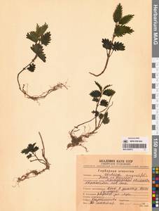 Urtica dioica var. holosericea Fr., Siberia, Chukotka & Kamchatka (S7) (Russia)