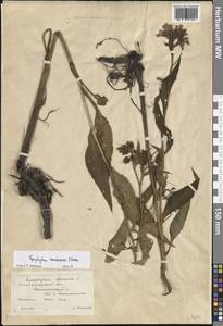 Symphytum tanaicense Steven, Eastern Europe, Lower Volga region (E9) (Russia)