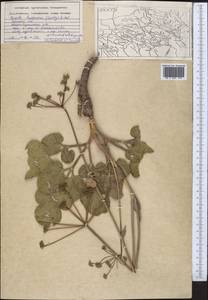 Ferula botschantzevii Korovin, Middle Asia, Pamir & Pamiro-Alai (M2) (Uzbekistan)