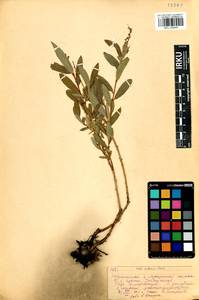 Salix miyabeana Seemen, Siberia, Baikal & Transbaikal region (S4) (Russia)