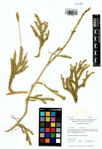 Lycopodium clavatum L., Siberia, Baikal & Transbaikal region (S4) (Russia)