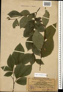 Fagus orientalis Lipsky, Caucasus, Azerbaijan (K6) (Azerbaijan)