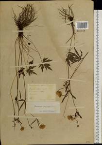 Ranunculus propinquus C.A.Mey., Siberia, Central Siberia (S3) (Russia)