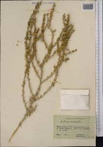 Halothamnus subaphyllus (C. A. Mey.) Botsch., Middle Asia, Karakum (M6) (Turkmenistan)