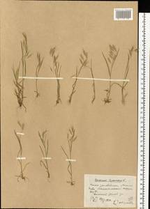 Bromus squarrosus L., Eastern Europe, South Ukrainian region (E12) (Ukraine)