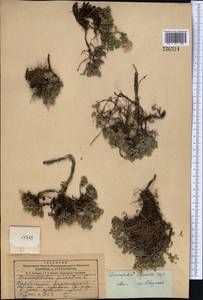 Dracocephalum origanoides Steph. ex Willd., Middle Asia, Dzungarian Alatau & Tarbagatai (M5) (Kazakhstan)