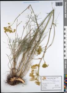 Peucedanum longifolium Waldst. & Kit., South Asia, South Asia (Asia outside ex-Soviet states and Mongolia) (ASIA) (Turkey)
