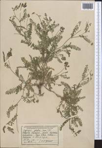 Oxytropis glabra DC., Middle Asia, Northern & Central Tian Shan (M4) (Kyrgyzstan)