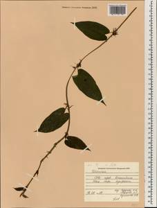 Dioscorea, South Asia, South Asia (Asia outside ex-Soviet states and Mongolia) (ASIA) (Vietnam)