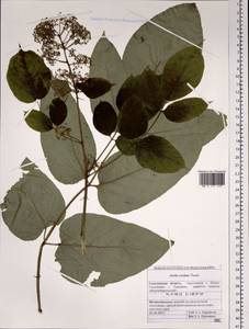 Aralia cordata Thunb., Siberia, Russian Far East (S6) (Russia)