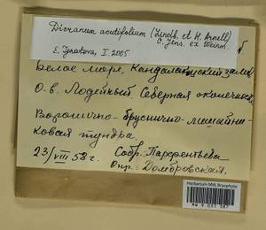 Dicranum acutifolium (Lindb. & Arnell) C.E.O. Jensen, Bryophytes, Bryophytes - Karelia, Leningrad & Murmansk Oblasts (B4) (Russia)