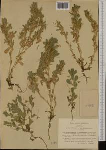 Ononis viscosa subsp. breviflora (DC.)Nyman, Western Europe (EUR) (Italy)