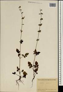 Salvia japonica Thunb., South Asia, South Asia (Asia outside ex-Soviet states and Mongolia) (ASIA) (China)