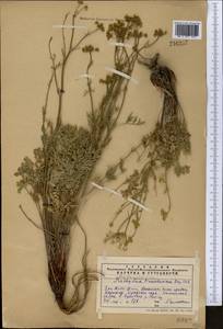 Aulacospermum tianschanicum (Korovin) C. Norman, Middle Asia, Western Tian Shan & Karatau (M3) (Kazakhstan)