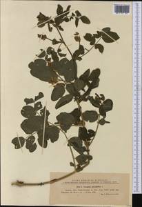 Astragalus glycyphyllos L., Western Europe (EUR) (Romania)