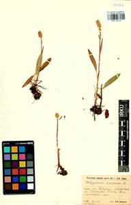 Bistorta vivipara (L.) Delarbre, Siberia, Baikal & Transbaikal region (S4) (Russia)