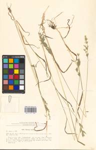 Bromus hordeaceus subsp. hordeaceus, Eastern Europe, North Ukrainian region (E11) (Ukraine)