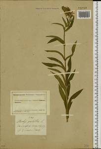 Stachys palustris L., Siberia, Altai & Sayany Mountains (S2) (Russia)
